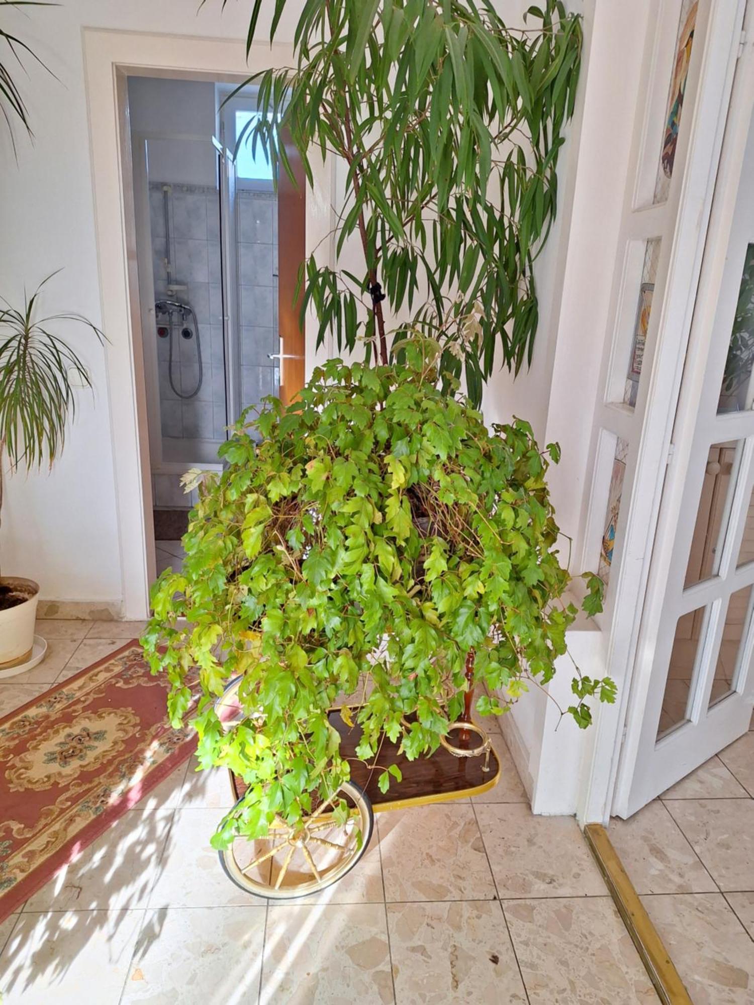 Pension Ovari Bük Extérieur photo